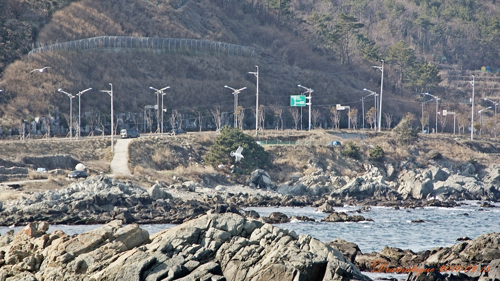 오랑대