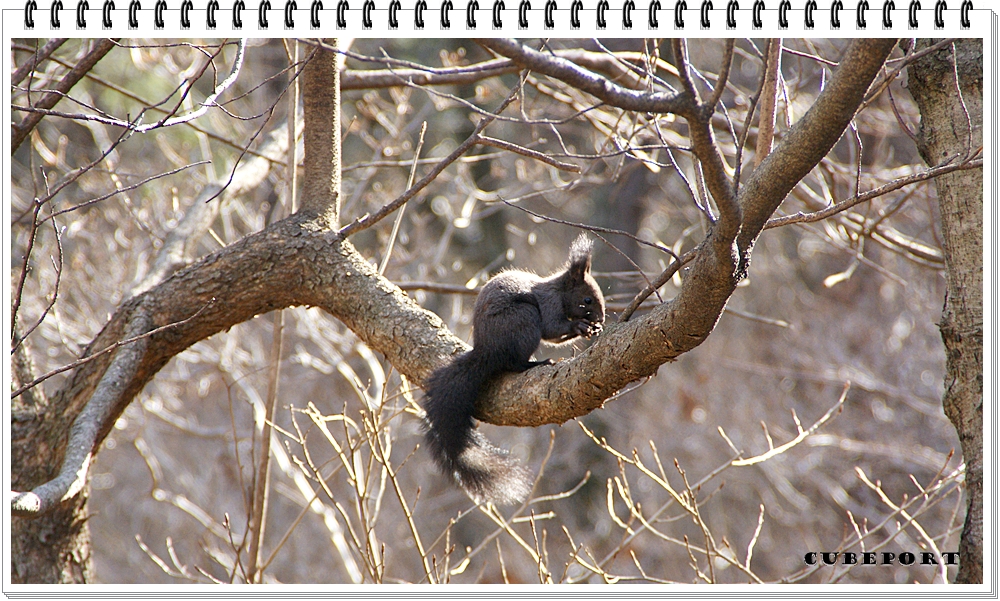 Korean squirrel-靑鼠-청설모-청서