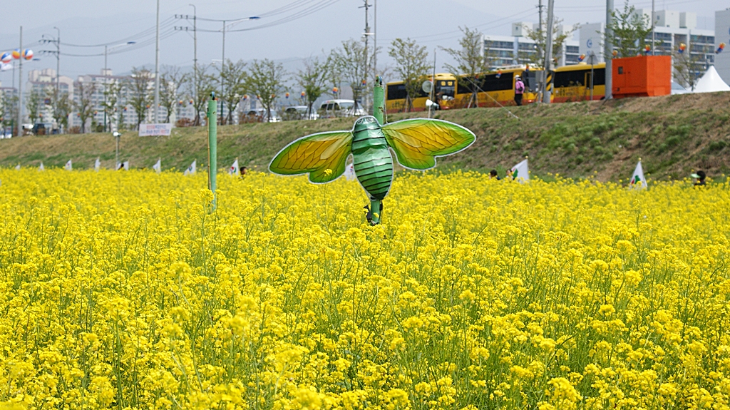 유채꽃축제