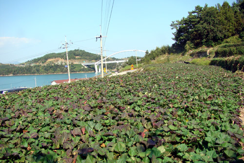 사용자 삽입 이미지