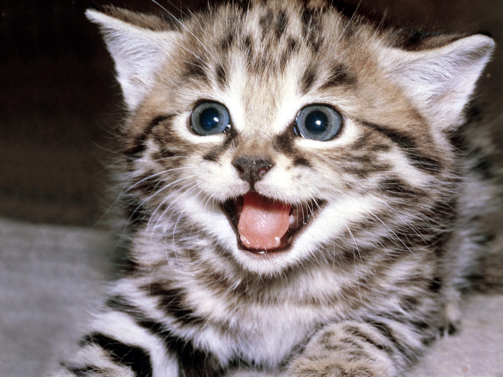 고양이 바탕화면 다섯번째~ 귀엽고 깜찍한 고양이 고화질 바탕화면 사진