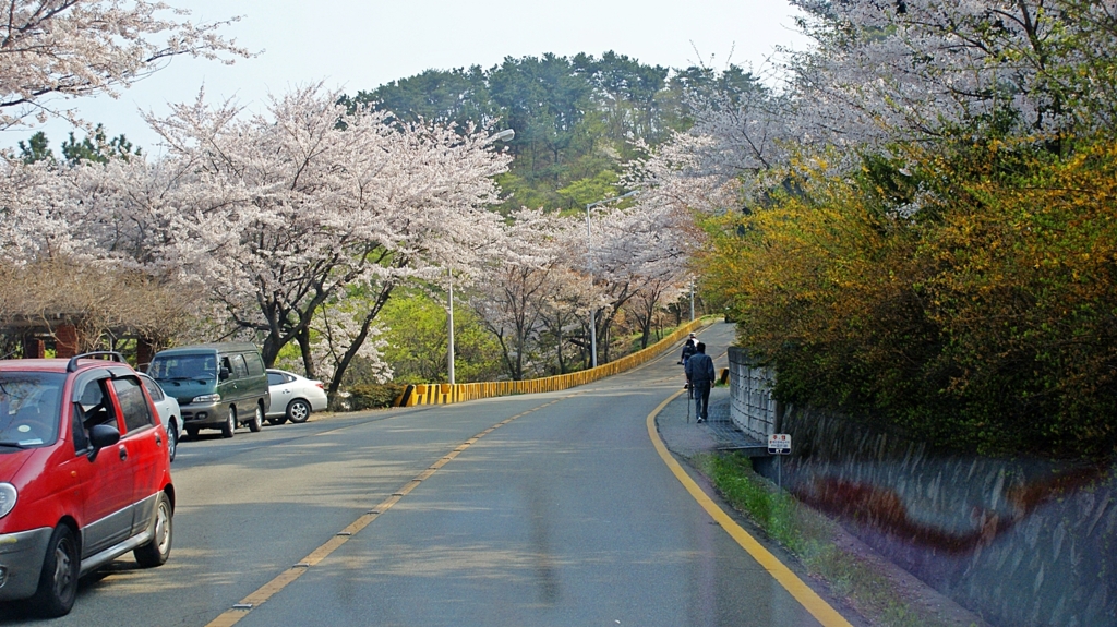 달맞이 벛꽃,문텐로드