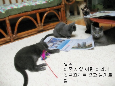 고양이