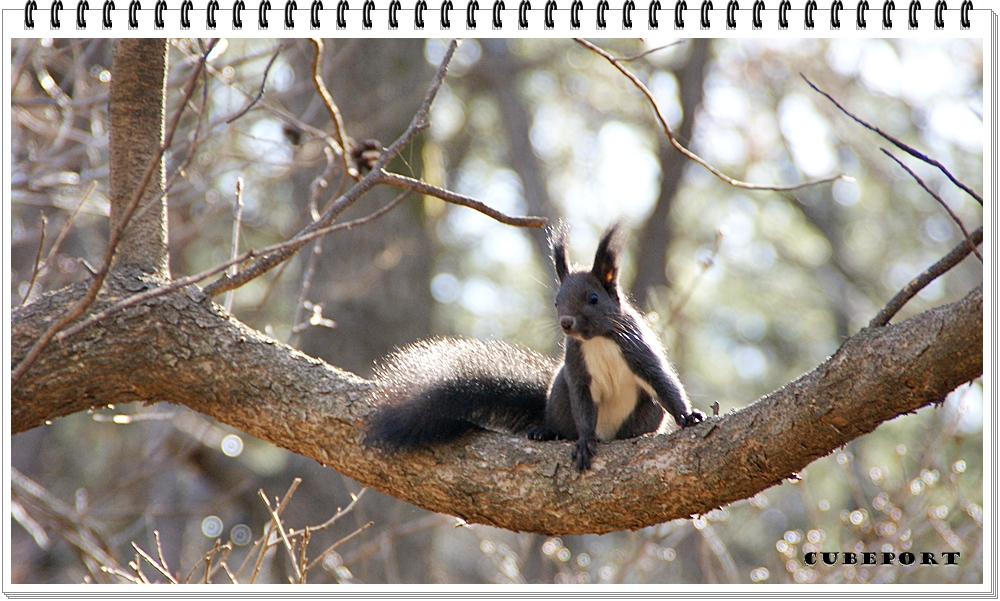 Korean squirrel-靑鼠-청설모-청서