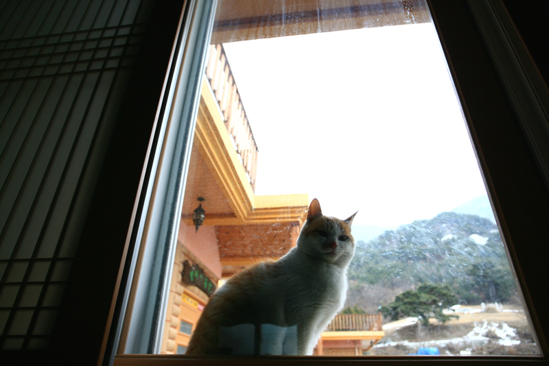 사용자 삽입 이미지