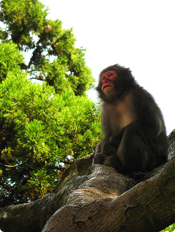 타카자키 자연 동물원
