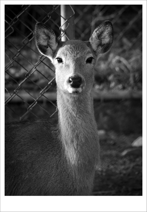 deer,꽃사슴,사슴,animal,photograpy