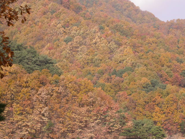 사용자 삽입 이미지