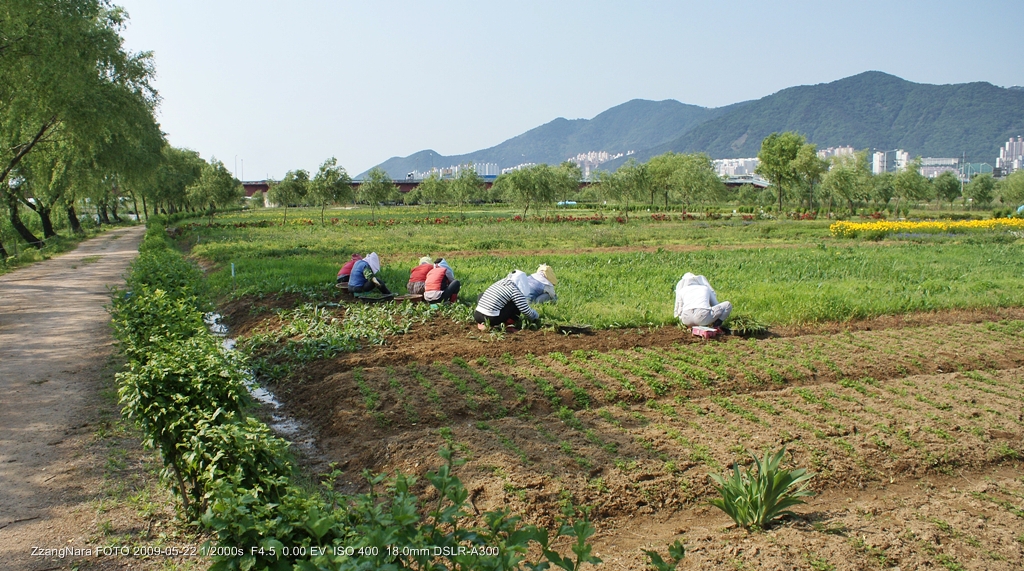 꽃밭매는 아낙네