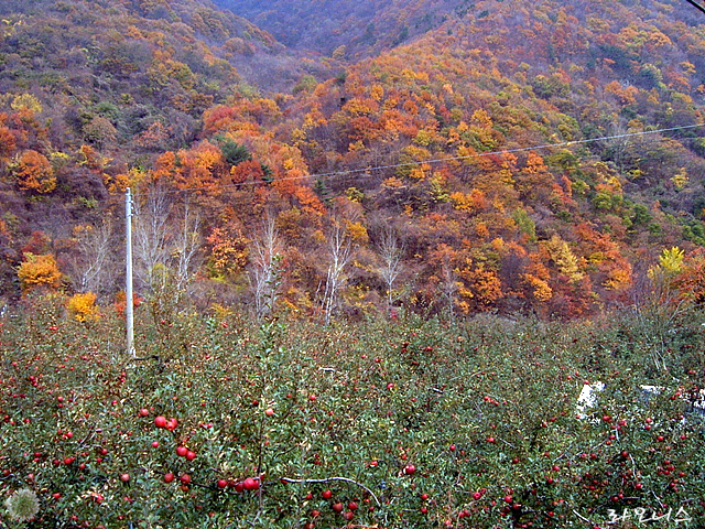 사용자 삽입 이미지