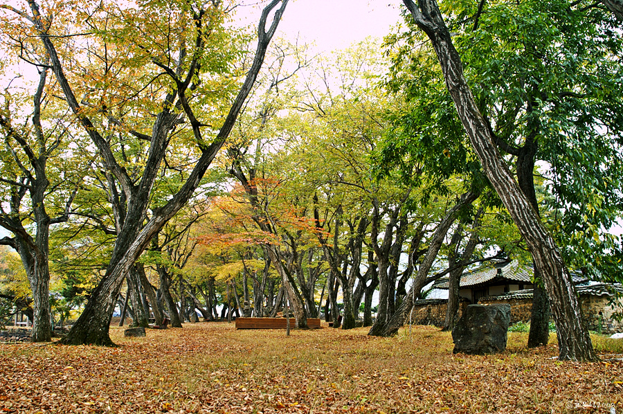 장산숲가을풍경