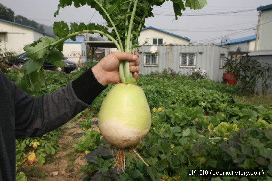 비앤아이 주말농장