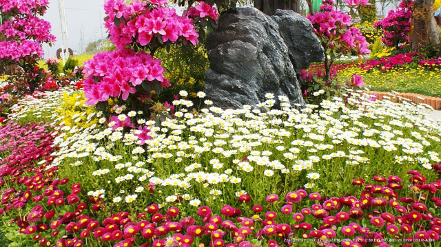봄꽃동산