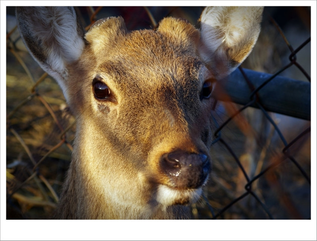 deer,꽃사슴,사슴,animal,photograpy