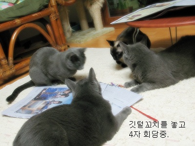 고양이