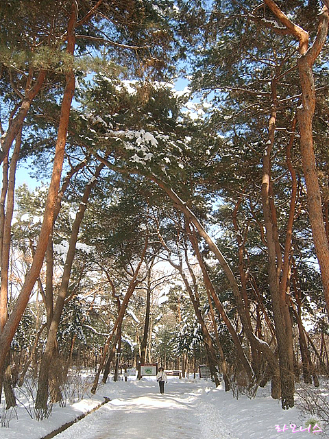 사용자 삽입 이미지