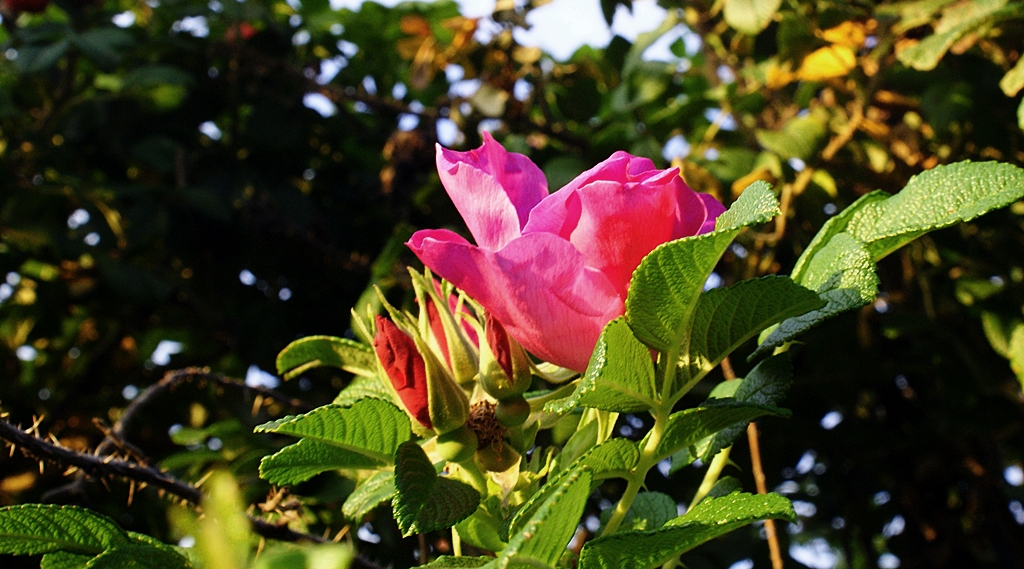 해당화(해당나무,해당과(海棠果),필두화(筆頭花) )