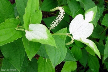 삼백초