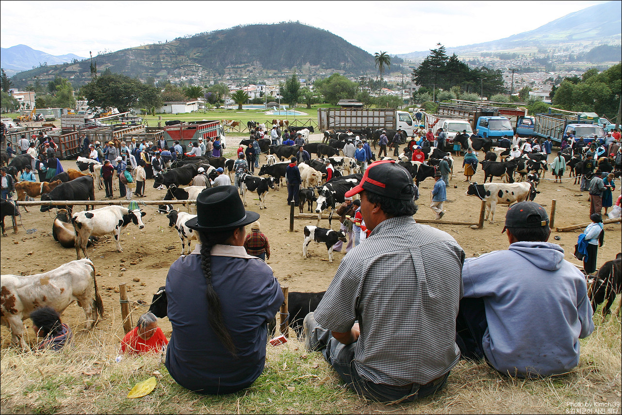 오타발로의 동물시장에서.. (Animal Market in Otavalo)