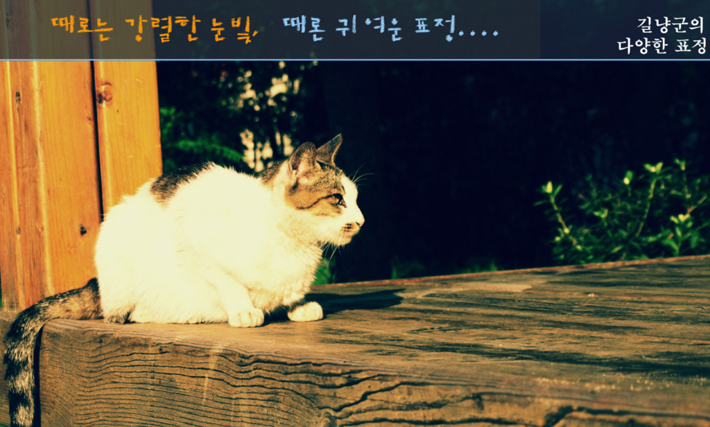 사용자 삽입 이미지
