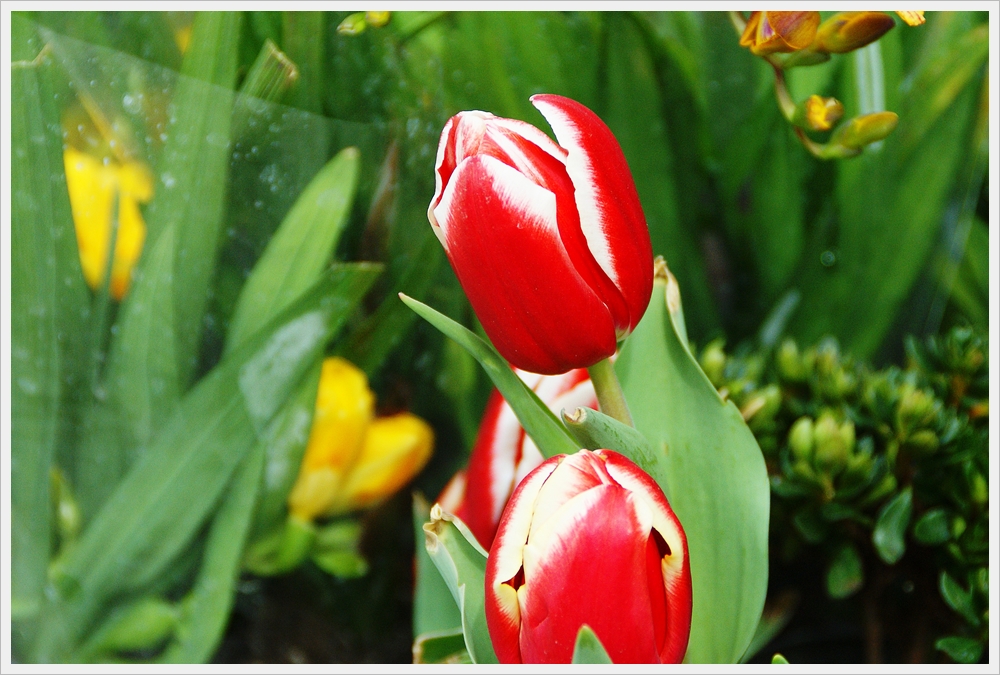 봄꽃사진 Spring fllower