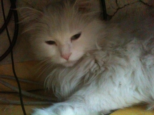 사용자 삽입 이미지
