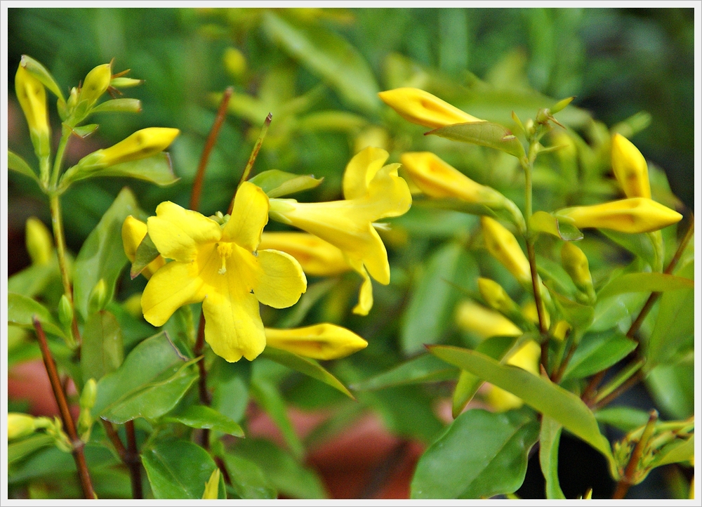 봄꽃사진 Spring fllower