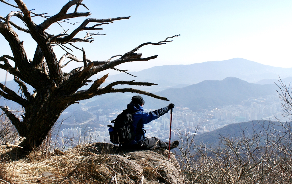 금정산성 고사목