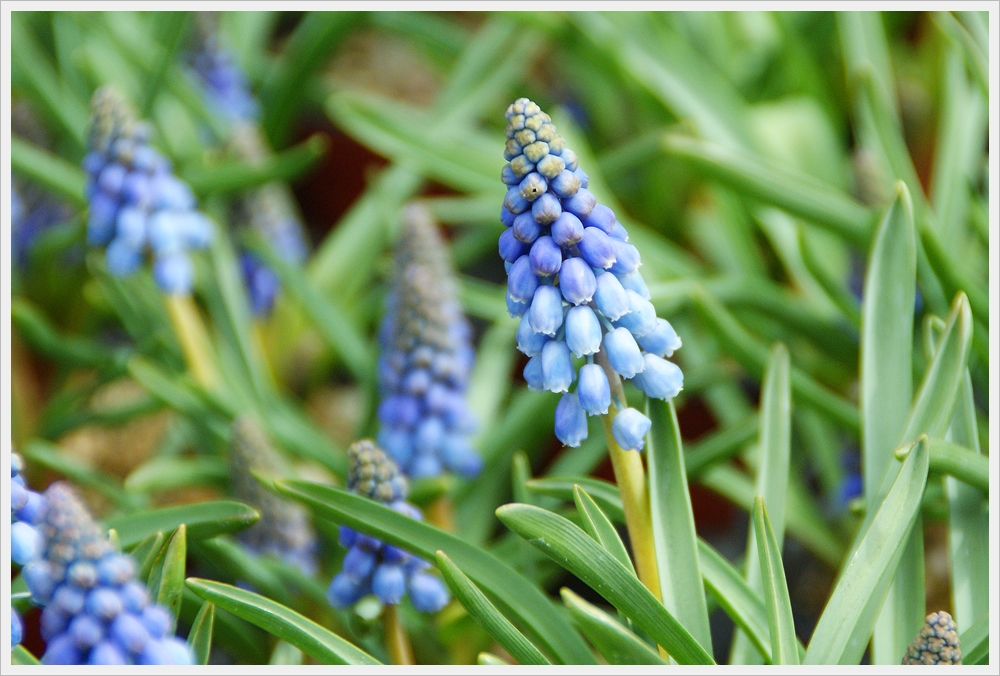봄꽃사진 Spring fllower