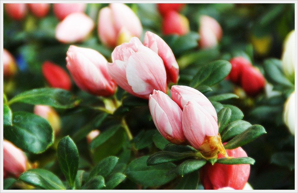 봄꽃사진 Spring fllower