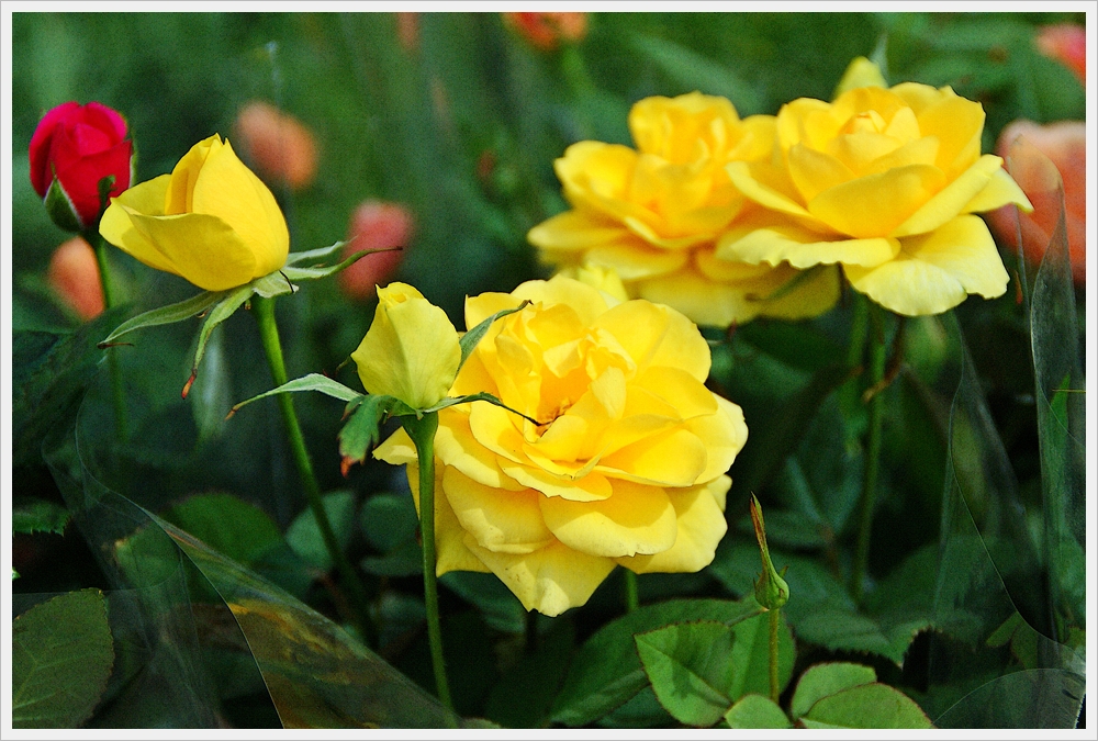 봄꽃사진 Spring fllower