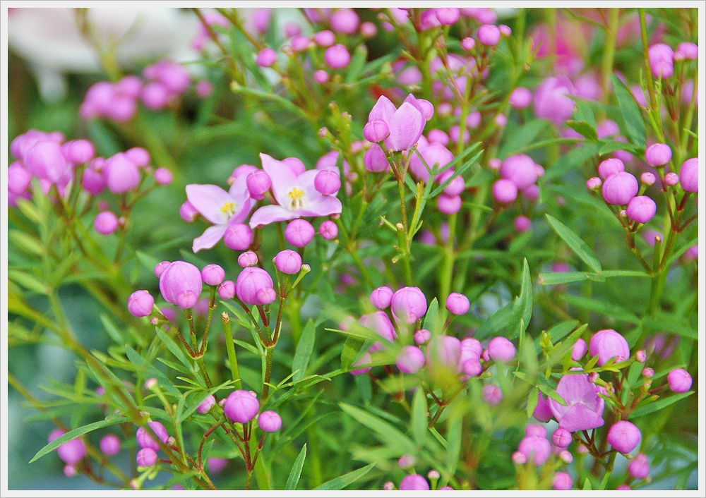 봄꽃사진 Spring fllower