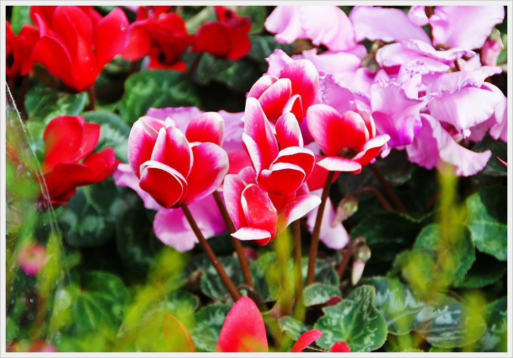봄꽃사진 Spring fllower