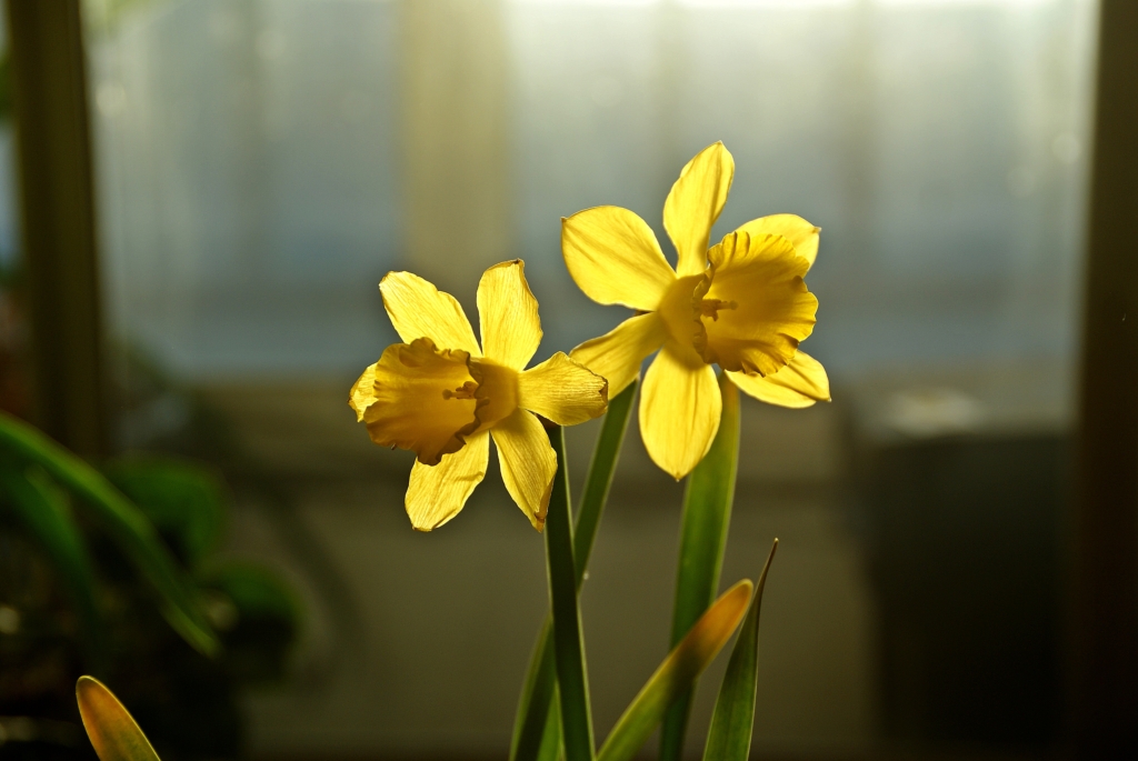 봄꽃사진 Spring fllower