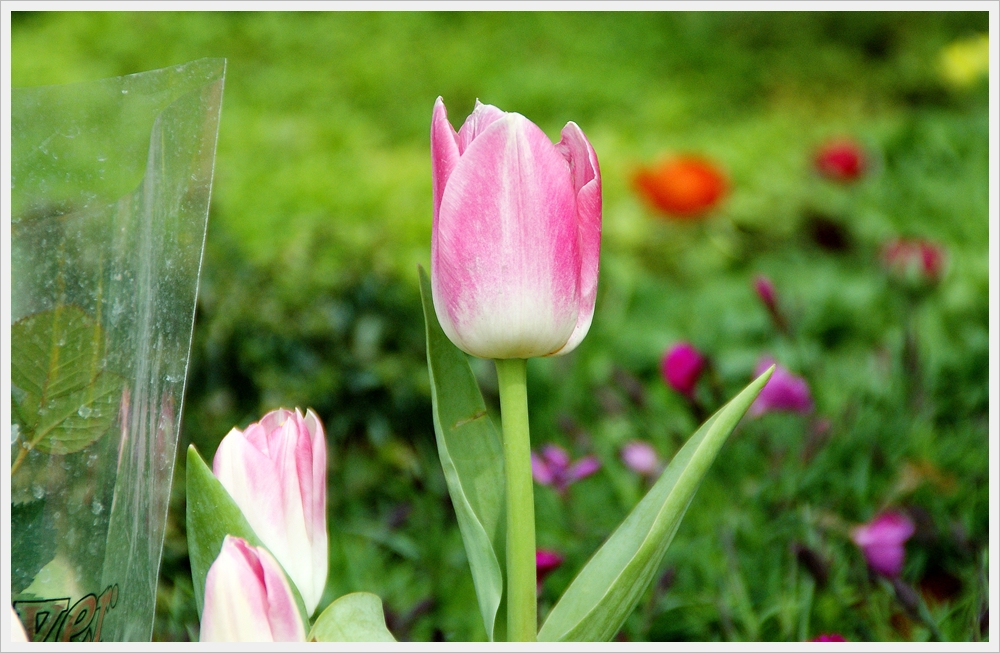 봄꽃사진 Spring fllower