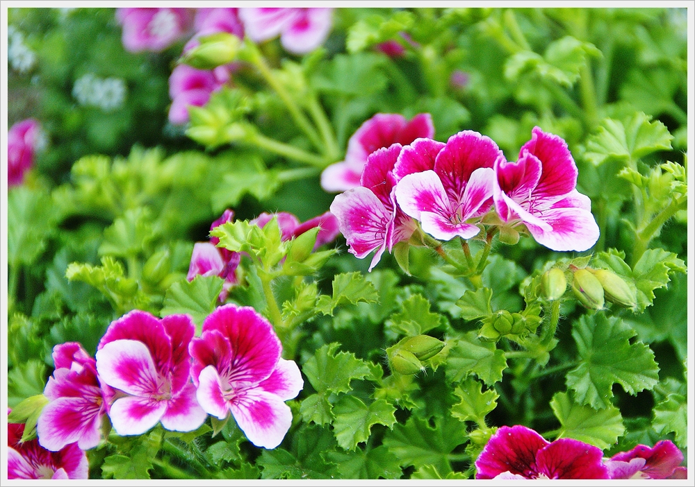 봄꽃사진 Spring fllower