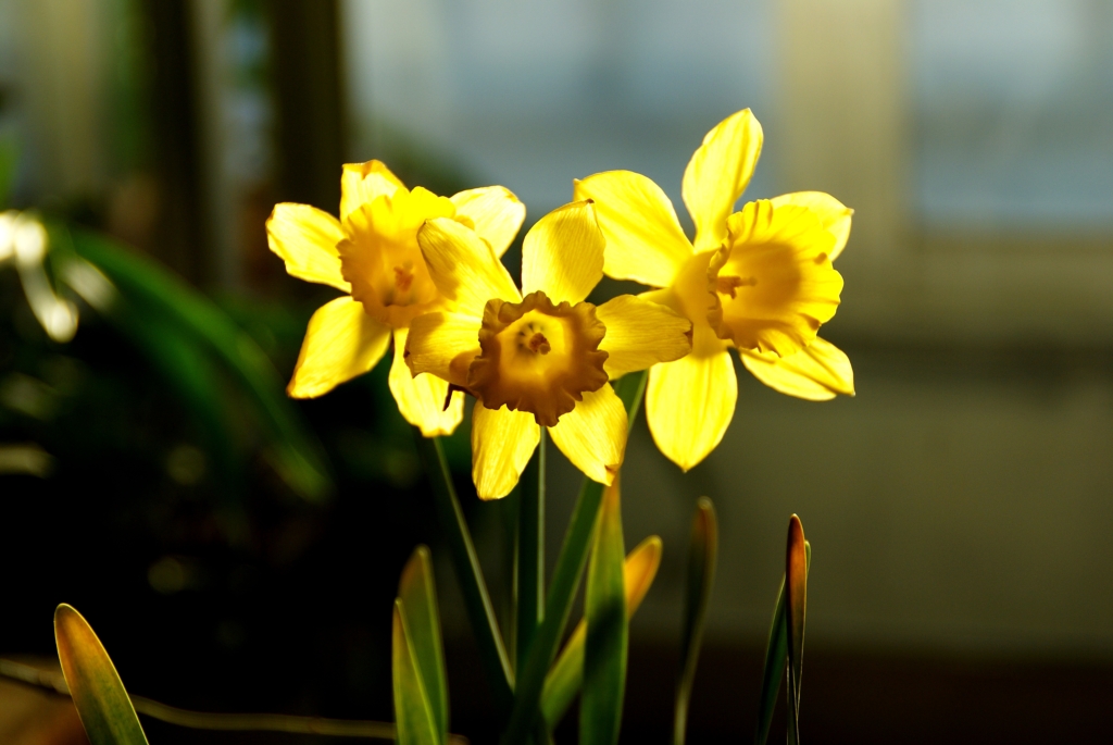 봄꽃사진 Spring fllower