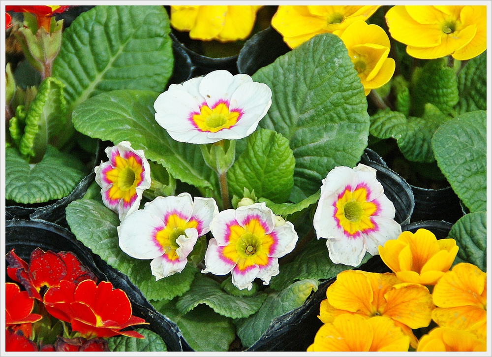 봄꽃사진 Spring fllower