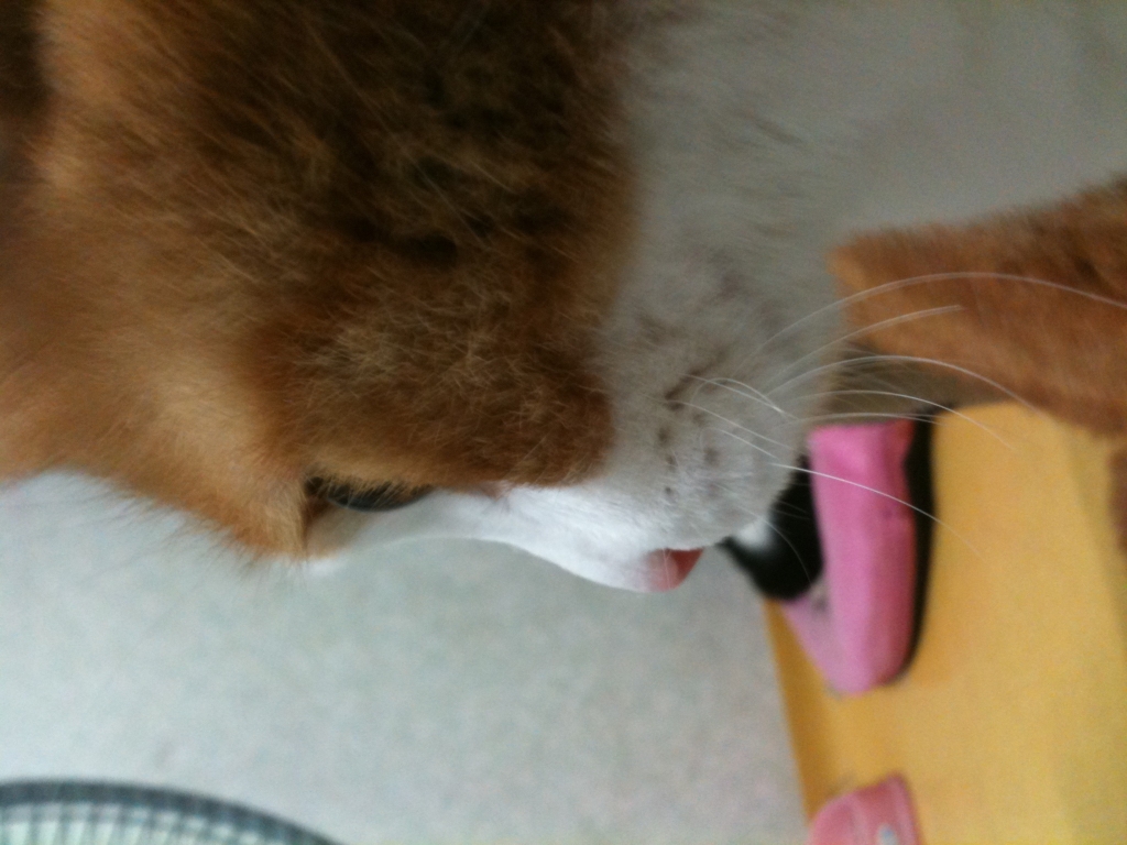 사용자 삽입 이미지