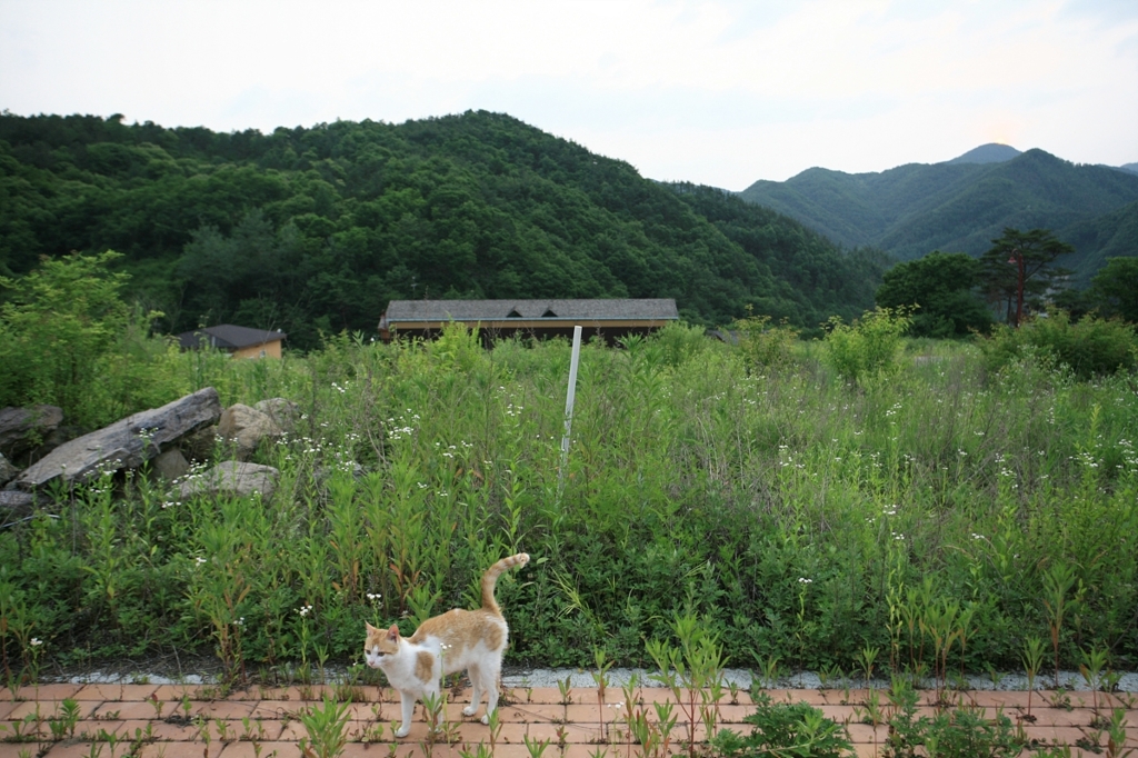 사용자 삽입 이미지