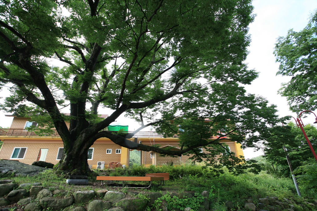 사용자 삽입 이미지