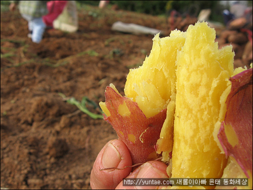 사용자 삽입 이미지