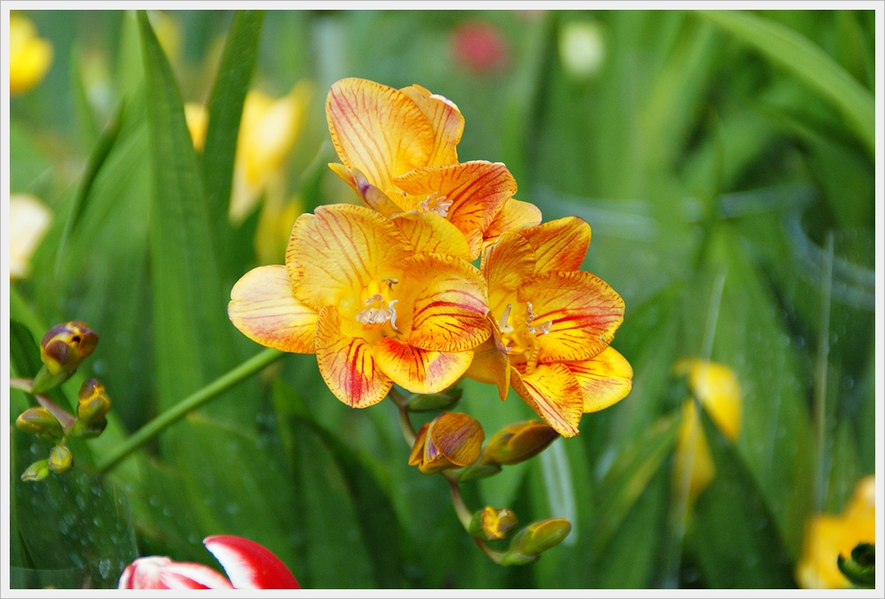 봄꽃사진 Spring fllower