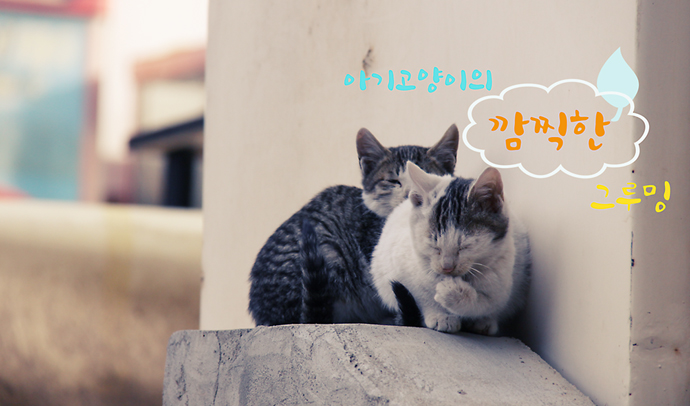 사용자 삽입 이미지