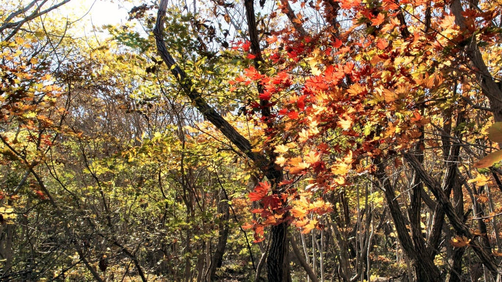 금정산단풍