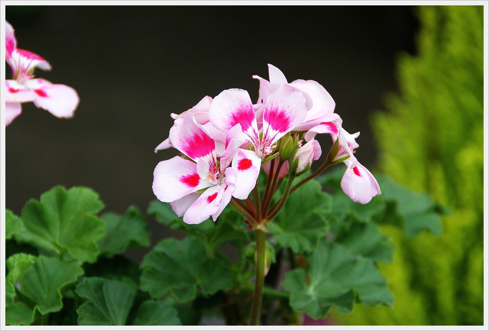 봄꽃사진 Spring fllower