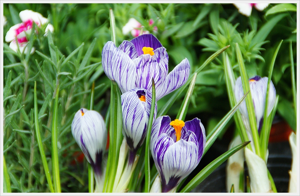 봄꽃사진 Spring fllower