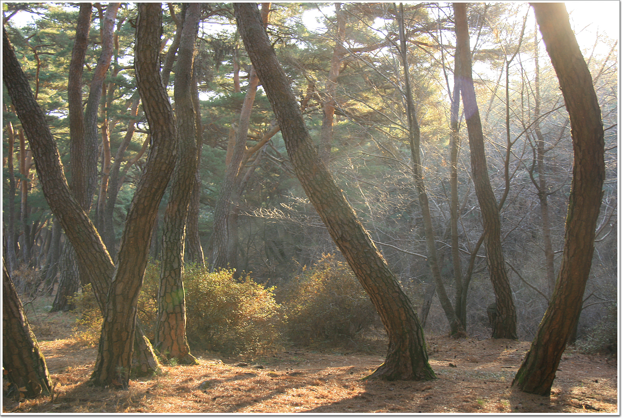 사용자 삽입 이미지