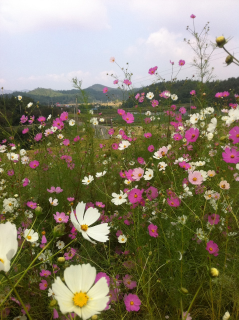 사용자 삽입 이미지
