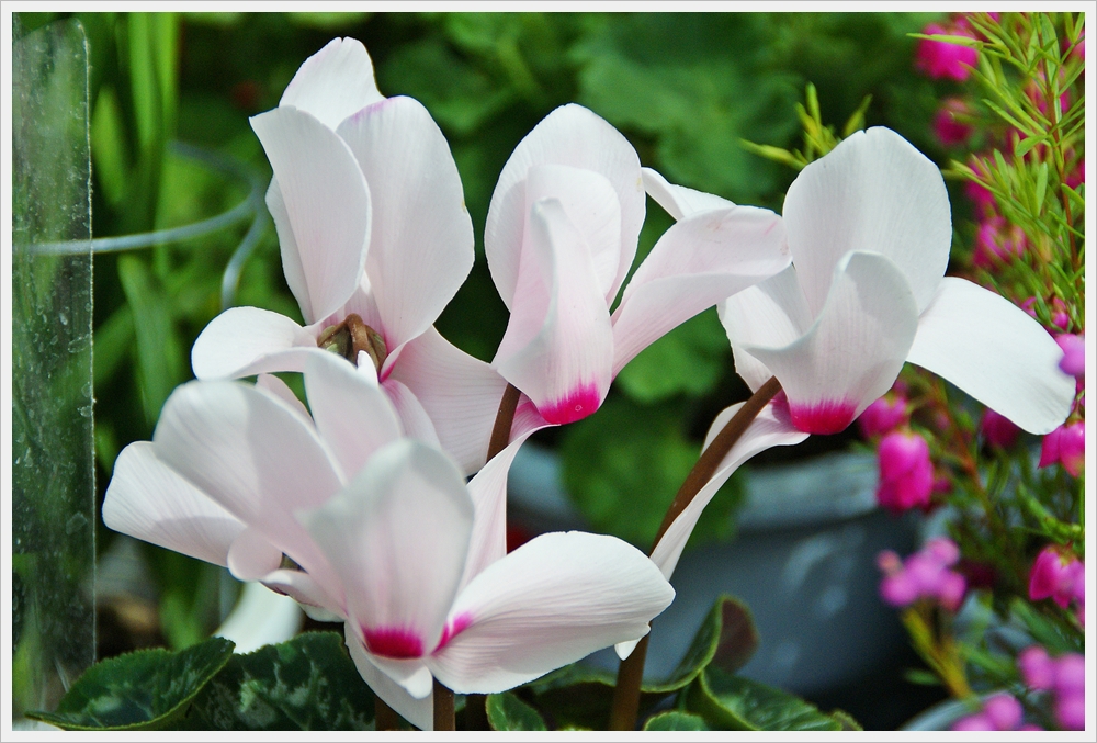 봄꽃사진 Spring fllower